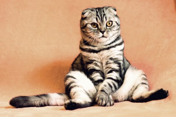 Você está alimentando seu pet com carinho ou colocando a saúde dele em risco? cat, kitten, pets, animals, pet, housecat, feline, animal, nature, sitting, funny, cute, adorable