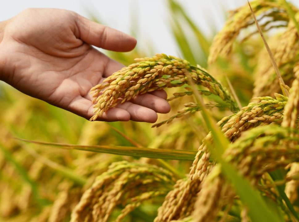Colheita de Prêmios 65 Anos Urbano premia produtores de arroz de Santa Catarina 1 Arroz 1